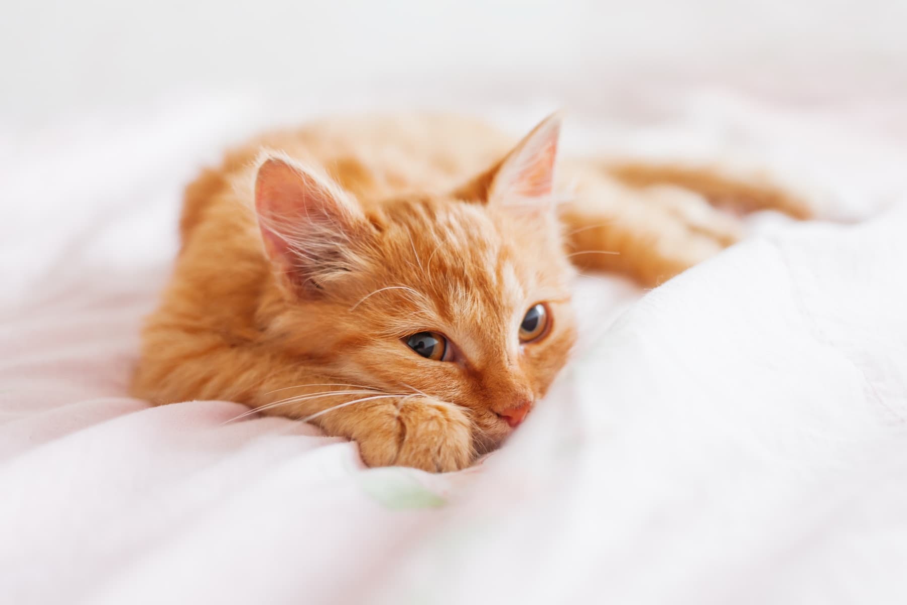 Ingwerfarbene Katze liegt entspannt auf einem hellen Bett