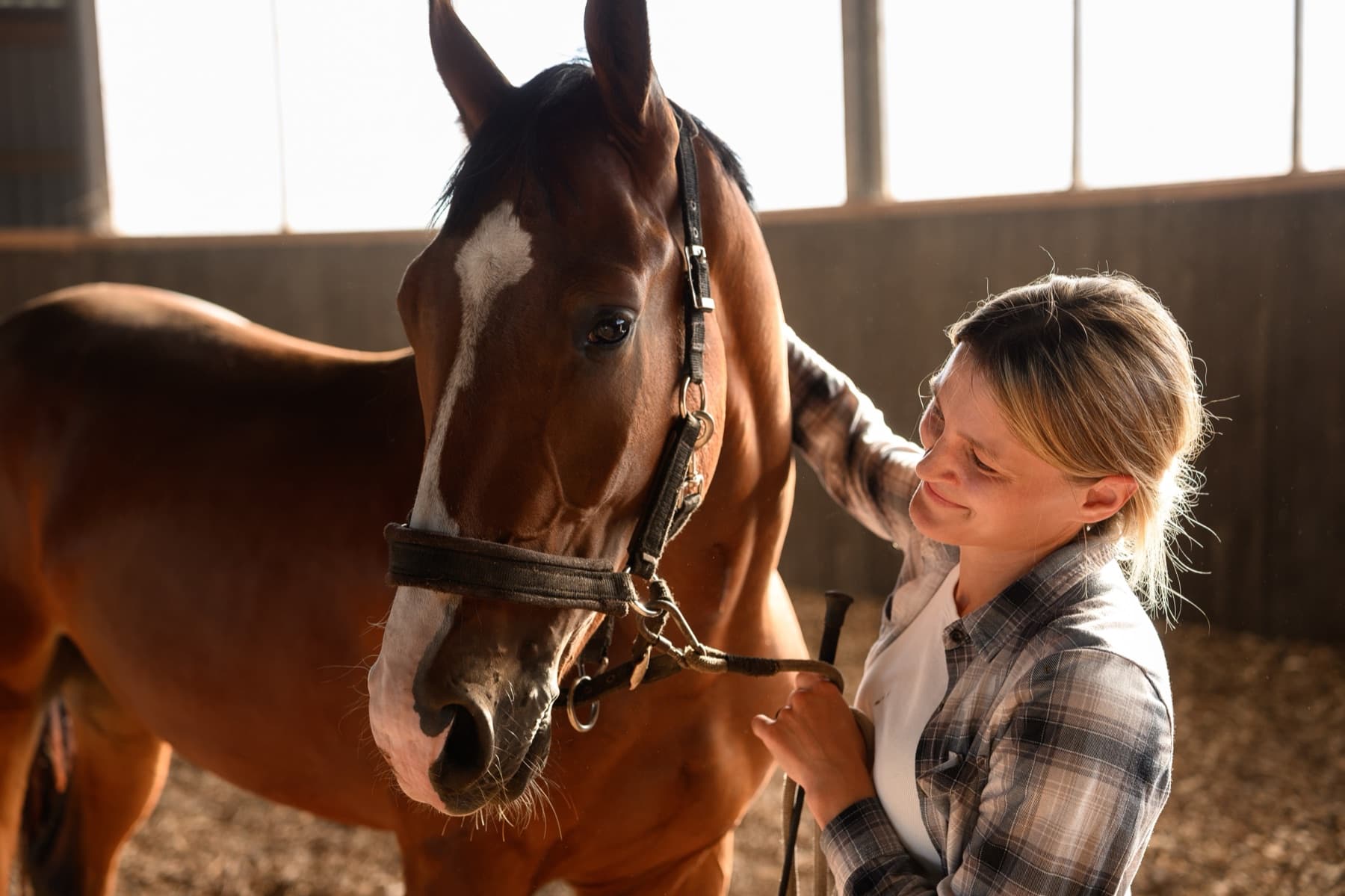 Braunes Pferd im Stall, von seiner Besitzerin liebevoll gestreichelt