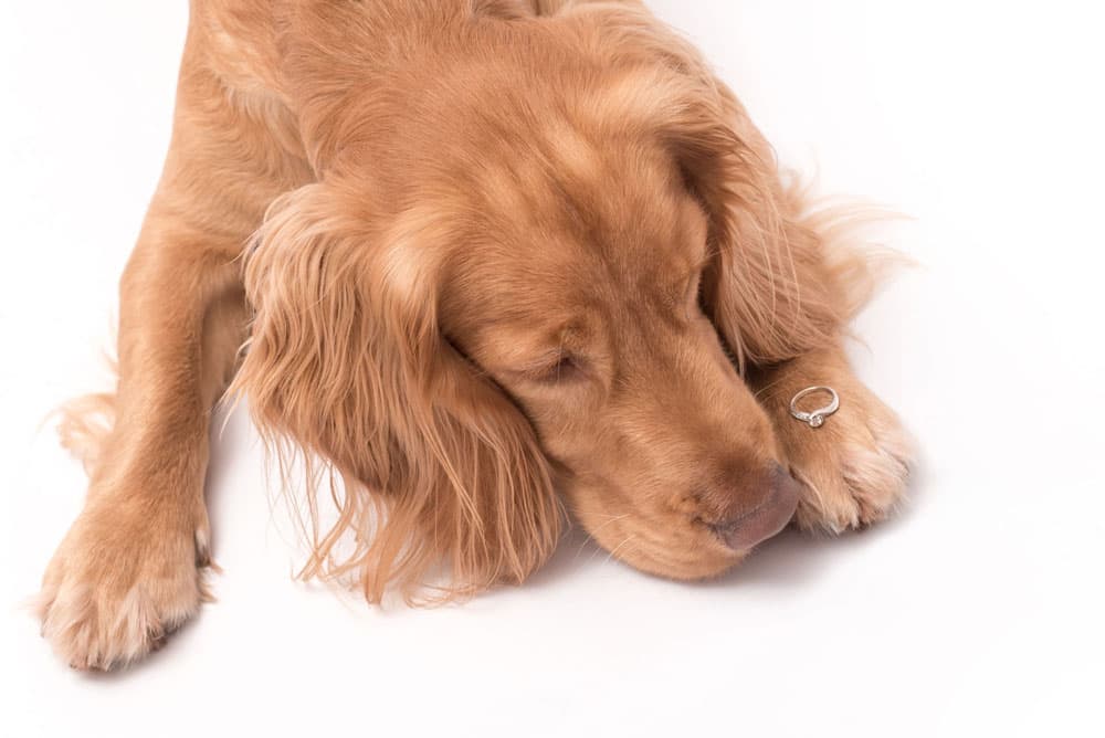 Golden Retriever mit Erinnerungsdiamant, Animal Diamond